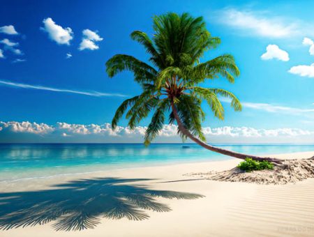 2 paisagem de praia com mar azul e coqueiro na areia feras do design